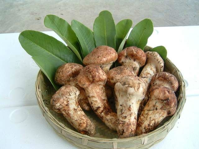 Setas Songi (Matsutake ) la joya de Corea2