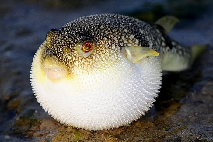 El-pez-Fugu-la-delicia-gourmet-mas peligrosa2