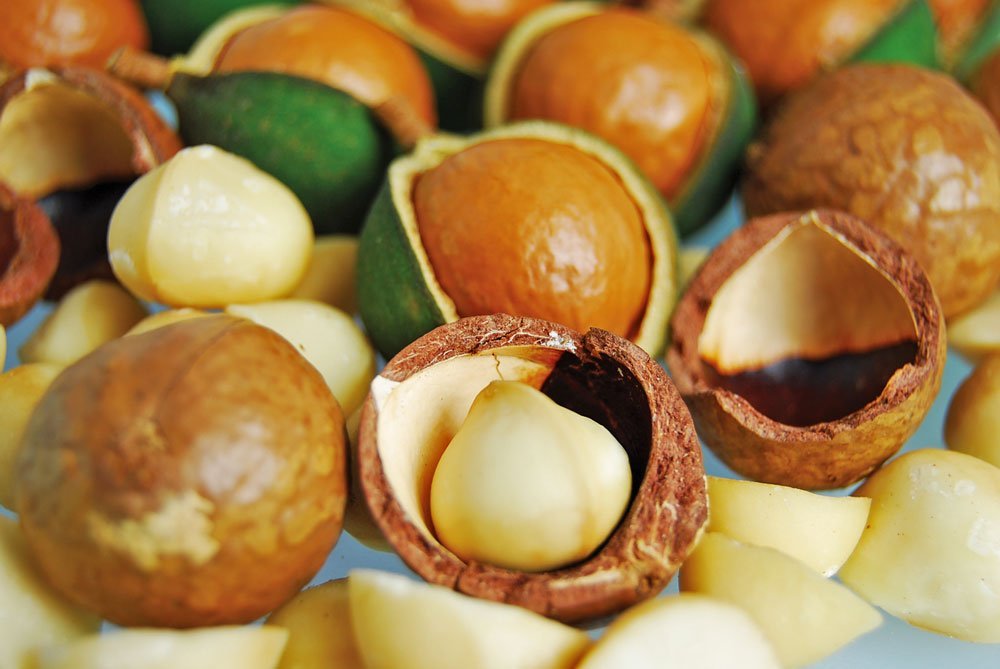 Nuez-de-Macadamia-el-fruto-seco-mas-selecto1 nueces de macadamia