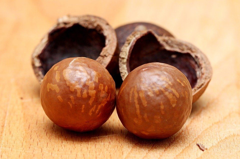 Las nueces de Macadamia Las nueces de Macadamia