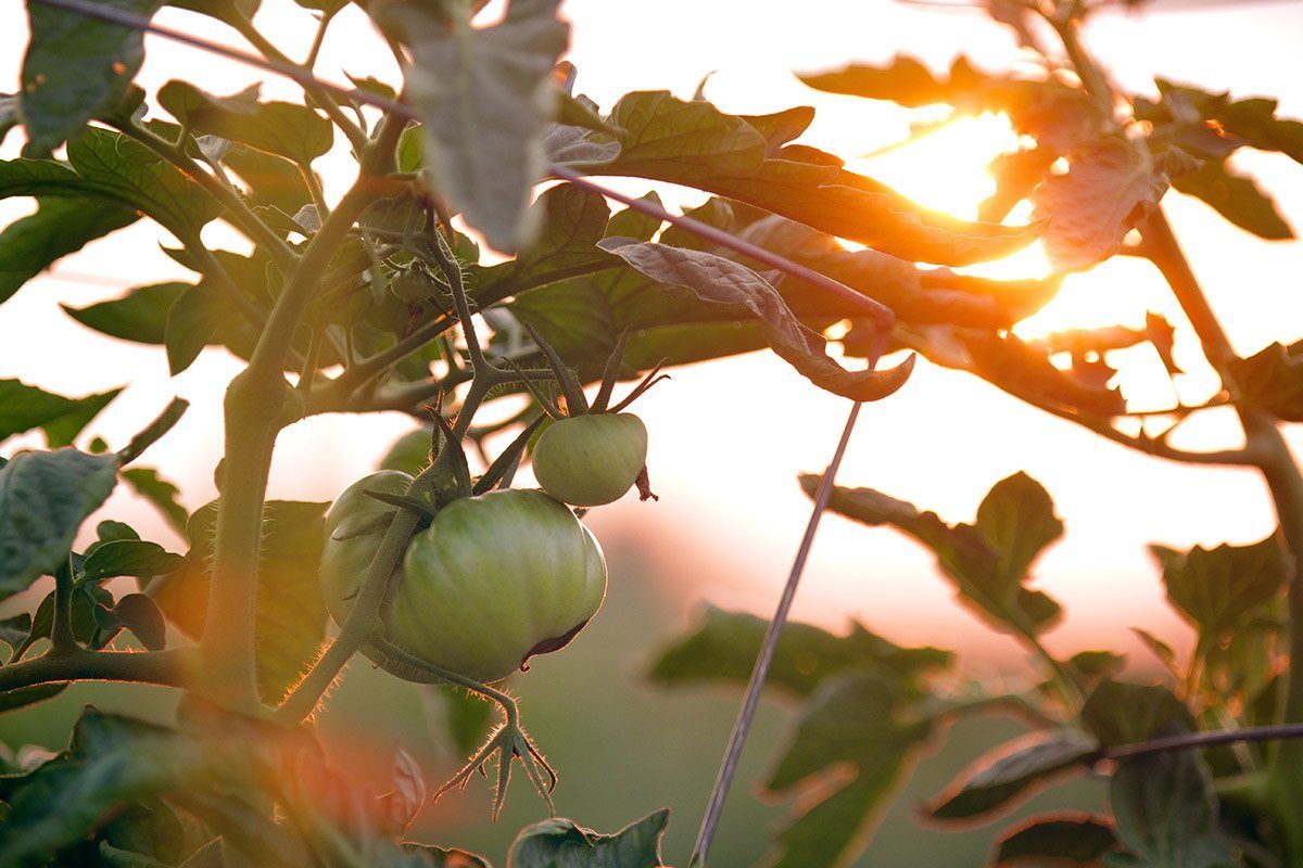 tomate