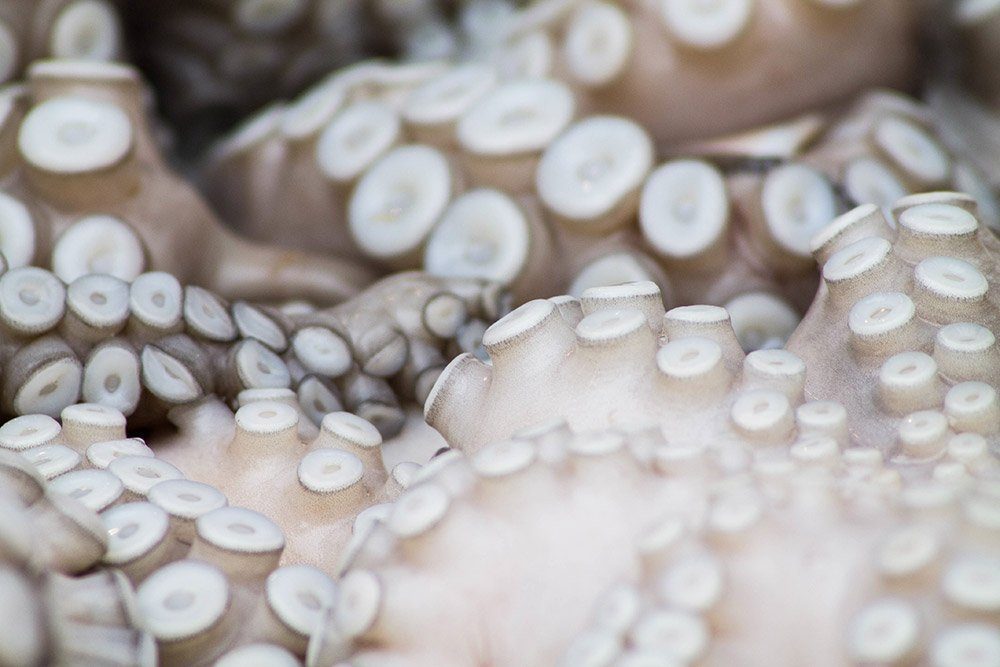 pulpo