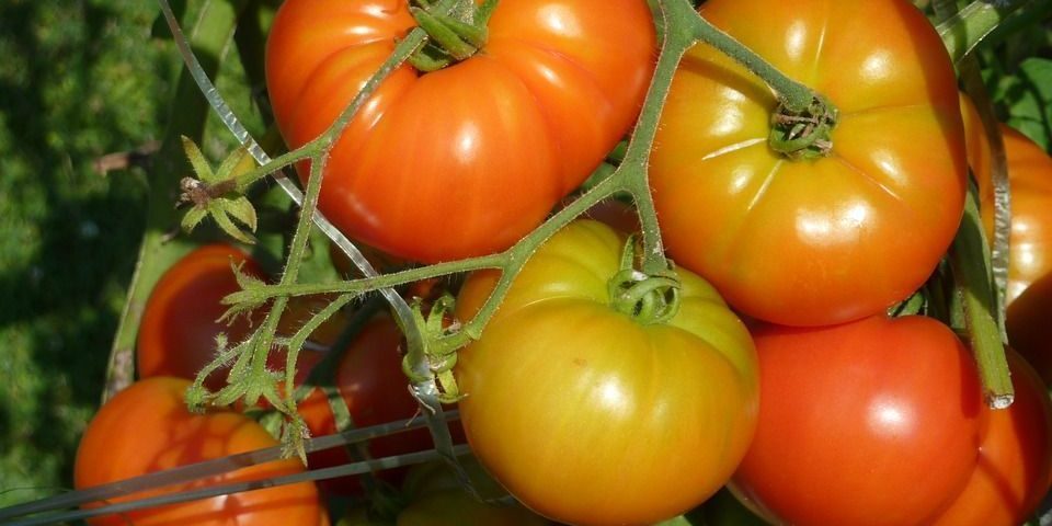 El-tomate-de-Lodosa-orgullo-de-Navarra