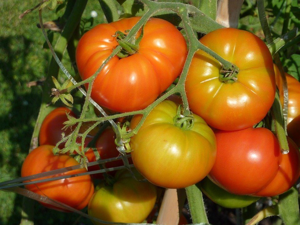 El tomate de Lodosa orgullo de Navarra El tomate de Lodosa: orgullo de Navarra