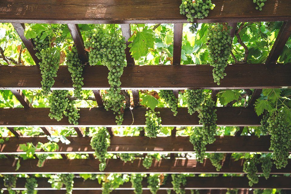 el txakoli el txakoli