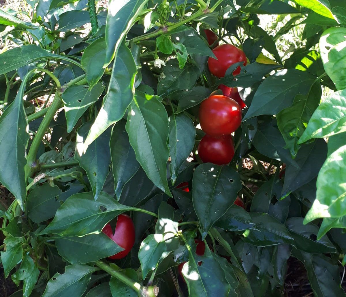 pimientos-rojos