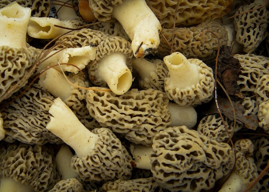 colmenillas Colmenillas
